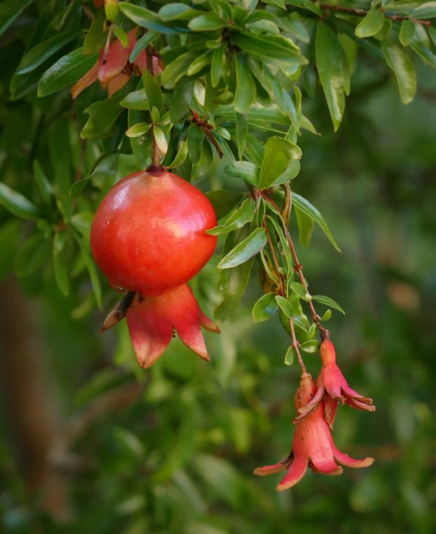 Pomegranate